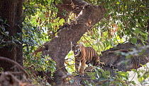 Bengal Tiger (Panthera tigris) cubs in a tree, Ranthambore National Park, India