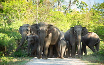 Asiatic elephant(Elephas maximus) herd passing through forest path, Jim Corbett National Park,India.