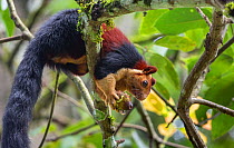 Indian Giant Squirrel (Ratufa indica) feeding and sitting on tree, Bandipur Tiger Reserve,India