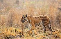 Bengal Tiger (Panthera tigris) patrolling his territory, Jim Corbett National Park, India