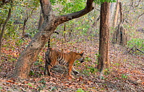 Bengal Tiger (Panthera tigris), Spray marking on tree to establish its territory, Jim Corbett National Park, India