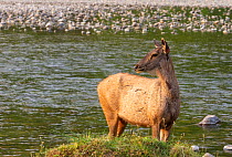 Sambar (Cervus unicolor) cautiously watching possible threat while crossing Ramganga river, Jim Corbett National Park, India.