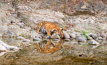 Bengal Tiger (Panthera tigris) &#39;Paro&#39; reaching for drink , Jim Corbett National Park, India.