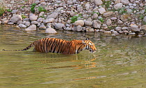 Bengal Tiger (Panthera tigris) female &#39;Paro&#39; in the Ramganga river , Jim Corbett National Park, India.
