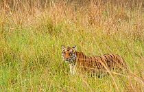 Bengal Tiger (Panthera tigris) veiled by tall yellow and green grass, Jim Corbett National Park, India