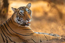 Bengal Tiger (Panthera tigris) &#39;Arrowhead&#39; relaxing, cleaning & grooming, Ranthambore National Park, India