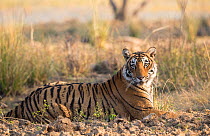 Bengal Tiger (Panthera tigris) &#39;Arrowhead&#39; portrait, Ranthambore National Park, India