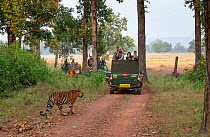 Bengal Tiger (Panthera tigris), Walking on safari track, with tourist vehicles, Kanha National Park, India