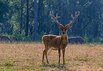Barasingha (Rucervus duvauelii branderi) meaning 12 tine, a mature stag usually have 10 to 14 tines, they are recovered well from verge of extinction, Kanha National Park, India.