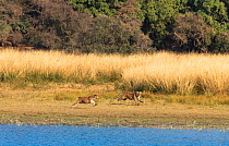 Bengal Tiger (Panthera tigris) &#39;Arrowhead&#39; chasing stag near lake sequence, Ranthambore National Park, India Sequence 4 of 7