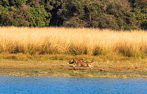 Bengal Tiger (Panthera tigris) &#39;Arrowhead&#39; chasing stag near lake sequence, Ranthambore National Park, India Sequence 6 of 7