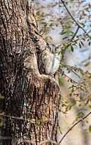 Collared Scoops owl (Otus lettia) perched well camouflaged, Ranthambore National Park, India