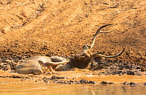 Sambar (Cervus unicolor) stag wallowing to beat summer heat, Ranthambore National Park, India