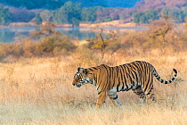 Bengal Tiger (Panthera tigris) &#39;Arrowhead&#39; patrolling his territory, Ranthambore National Park, India.