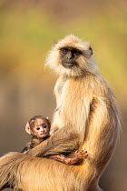 Hanuman Langur (Semnopithecus entellus) infant with his mother, Ranthambore National Park, India