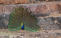 Indian peafowl (Pavo cristatus) male displaying to female, Ranthambore National Park, India.