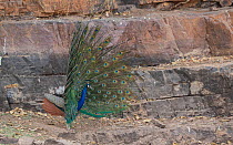 Indian peafowl (Pavo cristatus) male displaying to female, Ranthambore National Park, India.