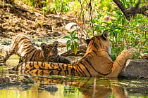 Bengal Tiger (Panthera tigris), &#39;Arrowhead&#39; and cub cooling off in water, Ranthambore National Park, India