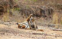 Bengal Tiger (Panthera tigris), &#39;Arrowhead&#39; with her playful cubs, Ranthambore National Park, India
