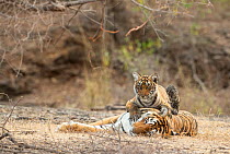 Bengal Tiger (Panthera tigris), &#39;Arrowhead&#39; with her playful cubs, Ranthambore National Park, India