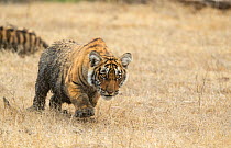 Bengal Tiger (Panthera tigris), &#39;Arrowhead&#39;s&#39; cub , Ranthambore National Park, India.
