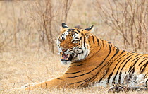 Bengal Tiger (Panthera tigris) &#39;Arrowhead&#39; portrait, Ranthambore National Park, India.