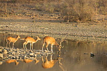 Spotted Deer(Axis axis) at lake shore, Ranthambore National park, India
