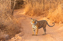 Bengal Tiger (Panthera tigris), Krishna&#39;s sub-adult male cub walking on safari track, Ranthambore National Park, India