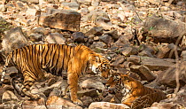 Bengal Tiger (Panthera tigris), mating couple Noor and Kumbha, Ranthambore National Park, India