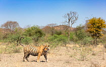 Bengal Tiger (Panthera tigris), Sub adult male &#39;Jay&#39; walking through his territory , Ranthambore National Park, India