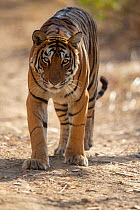 Bengal Tiger (Panthera tigris), &#39;Arrowhead&#39; patrolling territory, Ranthambore National Park, India