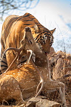 Bengal tiger (Panthera tigris) dragging freshly killed heavy chital stag through a lightly wooded area, Ranthambore National Park,India