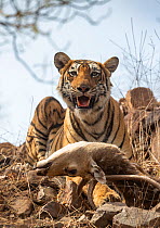 Bengal tiger (Panthera tigris), resting beside freshly killed Chital stag, Rathambore National Park,India