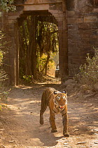 Bengal Tiger (Panthera tigris), walking through ancient arch of fort, Ranthambore National Park, India