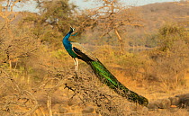 Peafowl (Pavo cristatus) Male calling perched on dry tree, Rathambore National Park, India