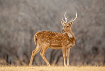 Spotted deer(Axis axis), young male, Ranthambore National park, India
