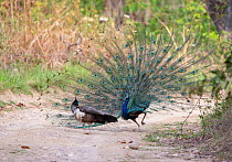Indian peafowl (Pavo cristatus) male performing mating display by spreading his feathers, Jim Corbett National Park, India.