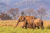 Asian elephant (Elephas maximus) female feeding grass with her calf, Jim Corbett National Park, India