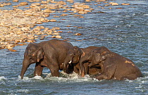 Asian elephant (Elephas maximus) young ones engaged in playful activity while Crossing River, Jim Corbett National Park, India