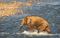Asian elephant (Elephas maximus) tusker wading through River, Jim Corbett National Park, India