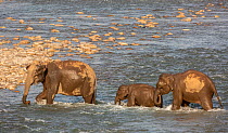 Asian elephant (Elephas maximus) herd drinking and bathing while Crossing River, Jim Corbett National Park, India