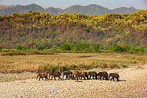 Asian elephant (Elephas maximus) herd passing through river bed after drinking and bathing in river, Jim Corbett National Park, India