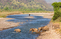 Asian elephant (Elephas maximus) herd crossing Ramganga river, as Tusker approaching herd, Jim Corbett National Park, India