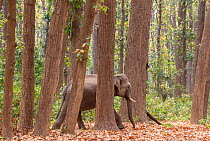 Asian elephant (Elephas maximus) young bull passing through Sal tree forest, Jim Corbett National Park, India