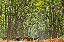 Asian elephant (Elephas maximus) herd passing through Sal tree forest, Jim Corbett National Park, India