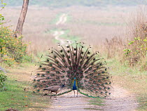 Indian peafowl (Pavo cristatus) male performing mating display by spreading his feathers to impress female, Jim Corbett National Park, India