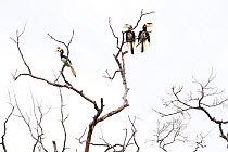 Malabar pied hornbills (Anthracoceros coronatus) three in tree, Yala National Park, Southern Province, Sri Lanka