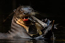 Giant river otter (Pteronura brasiliensis) eating a catfish. Yasuni National Park, Orellana, Ecuador
