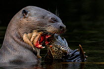Giant river otter (Pteronura brasiliensis) eating a catfish. Yasuni National Park, Orellana, Ecuador