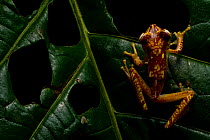 Gold-nugget treefrog (Boana picturata) Mashpi, Pichincha, Ecuador